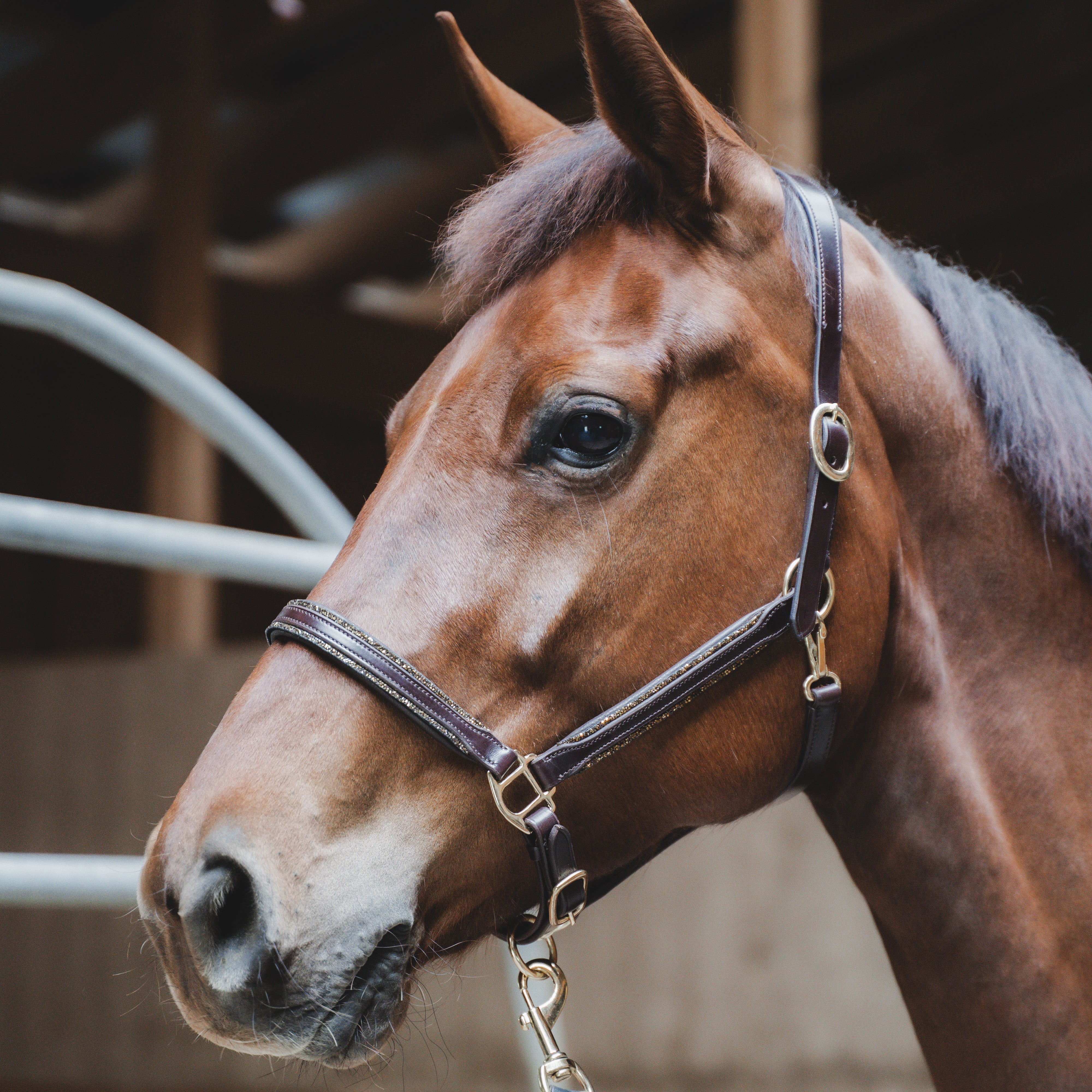 Lederhalfter 'Rock it'