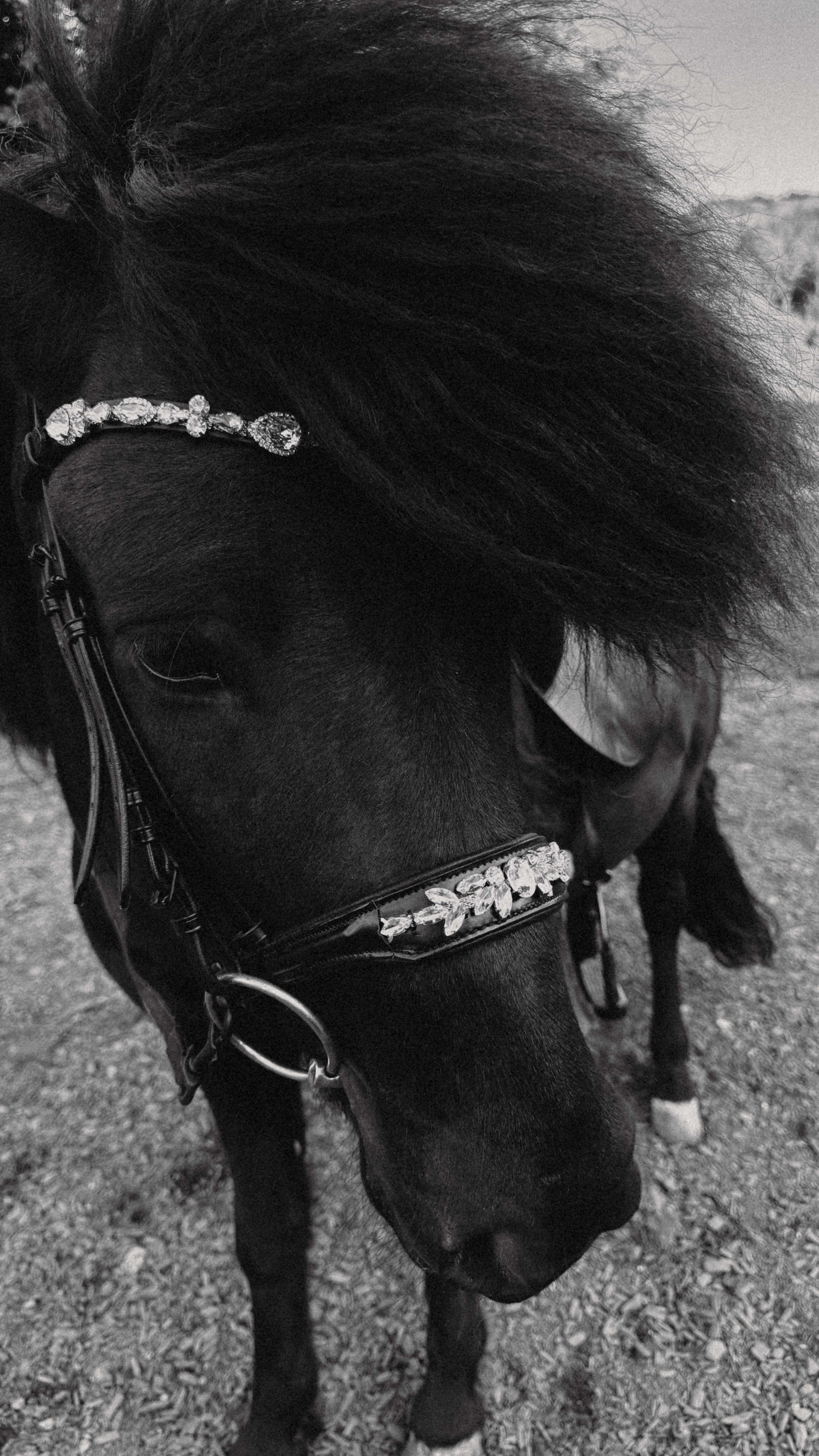Noseband 'Luxury'