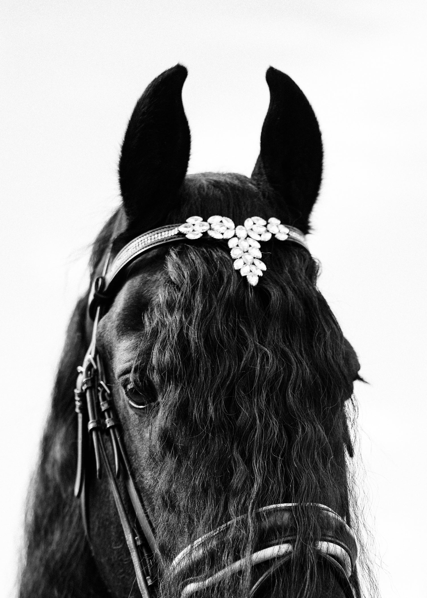 Browband 'Royal'
